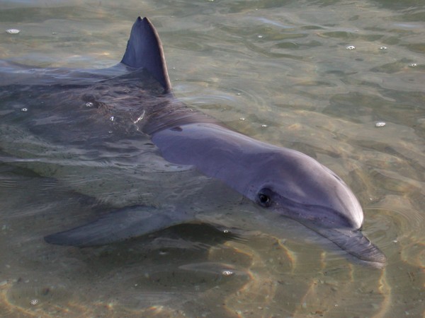 Dolphins